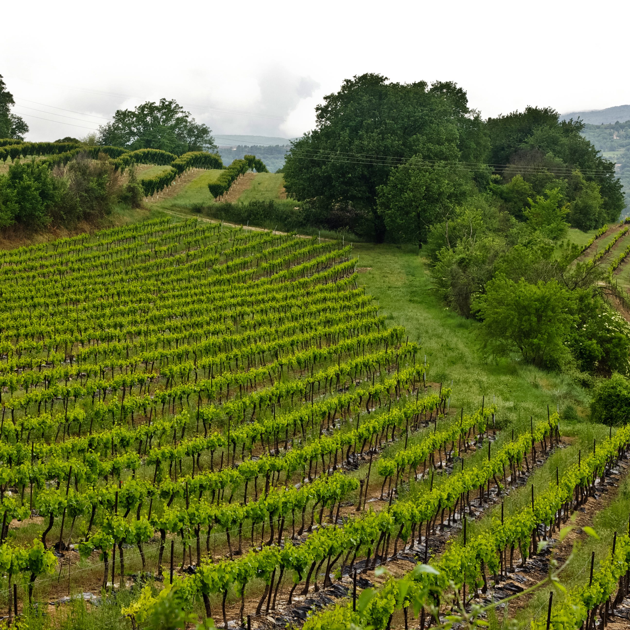 Wimberley Wine Tour Photo